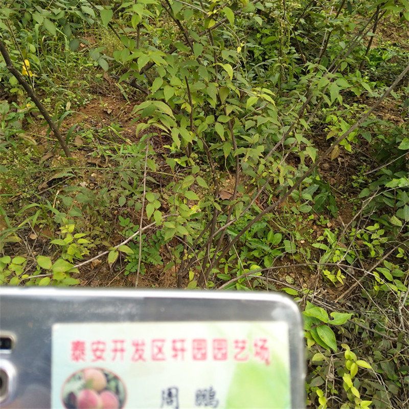杈杷果树苗免费咨询用心细节
