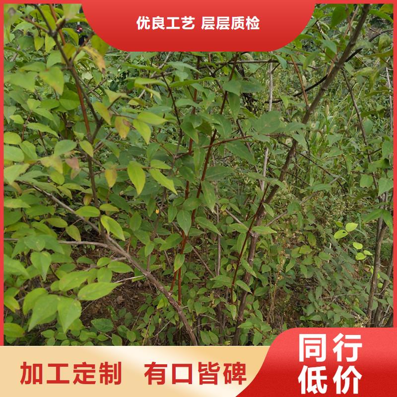 爱情果苗经济效益用心制造