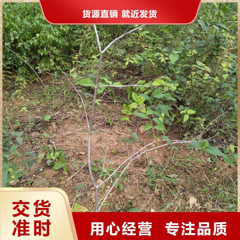 鸳鸯果苗量多优惠现货充足量大优惠