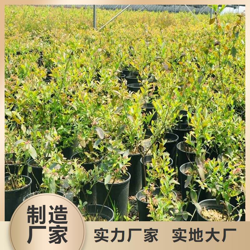 杈杷果树苗规格同城服务商