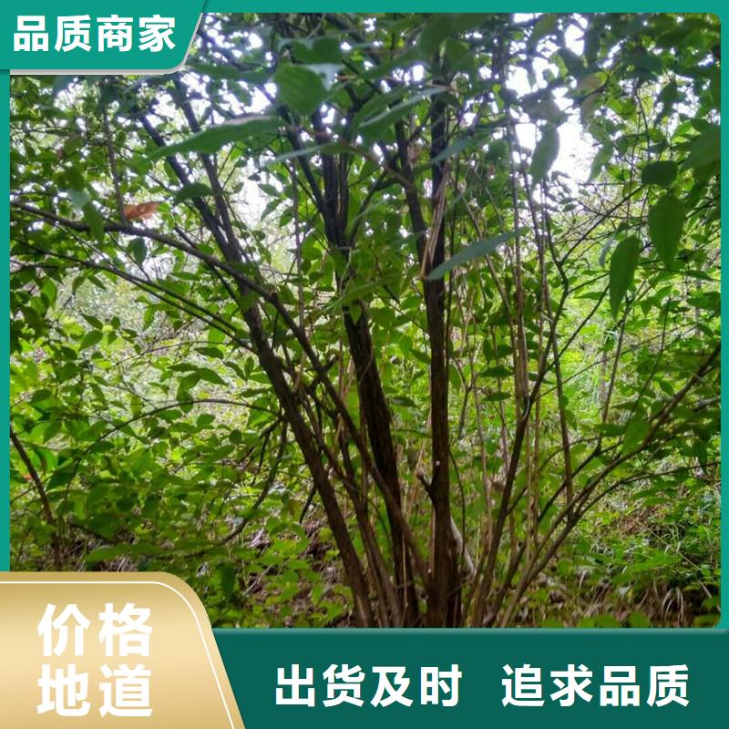杈杷果苗现挖苗现发货产地厂家直销