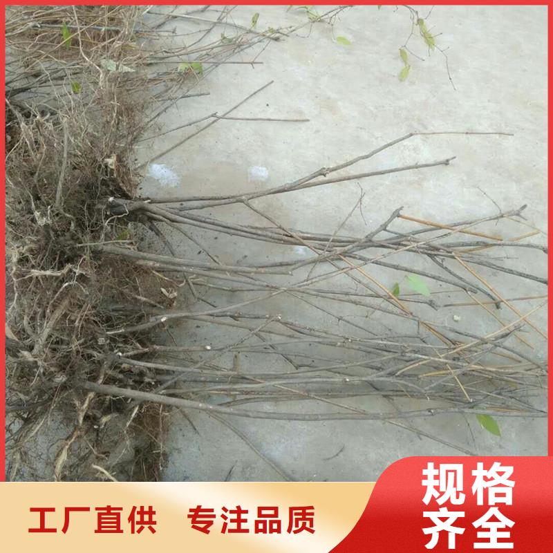 杈杷果根系发达本地生产厂家