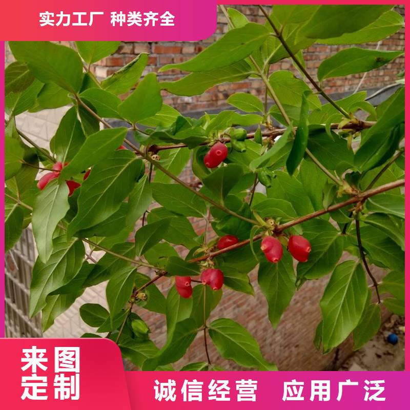 健身果苗批发用品质赢得客户信赖