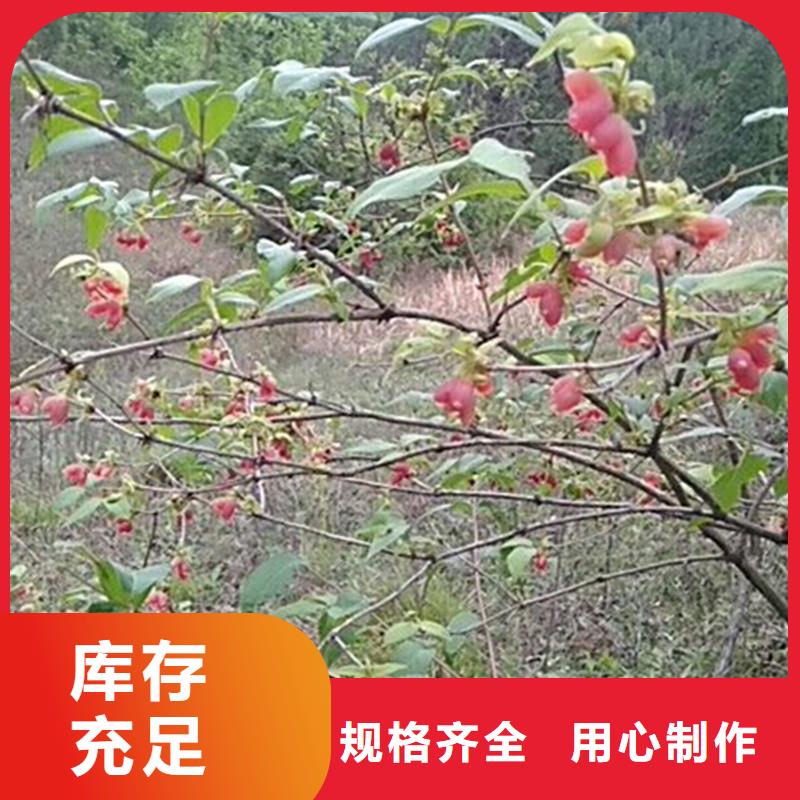 鸳鸯果苗适合种植地区同城品牌
