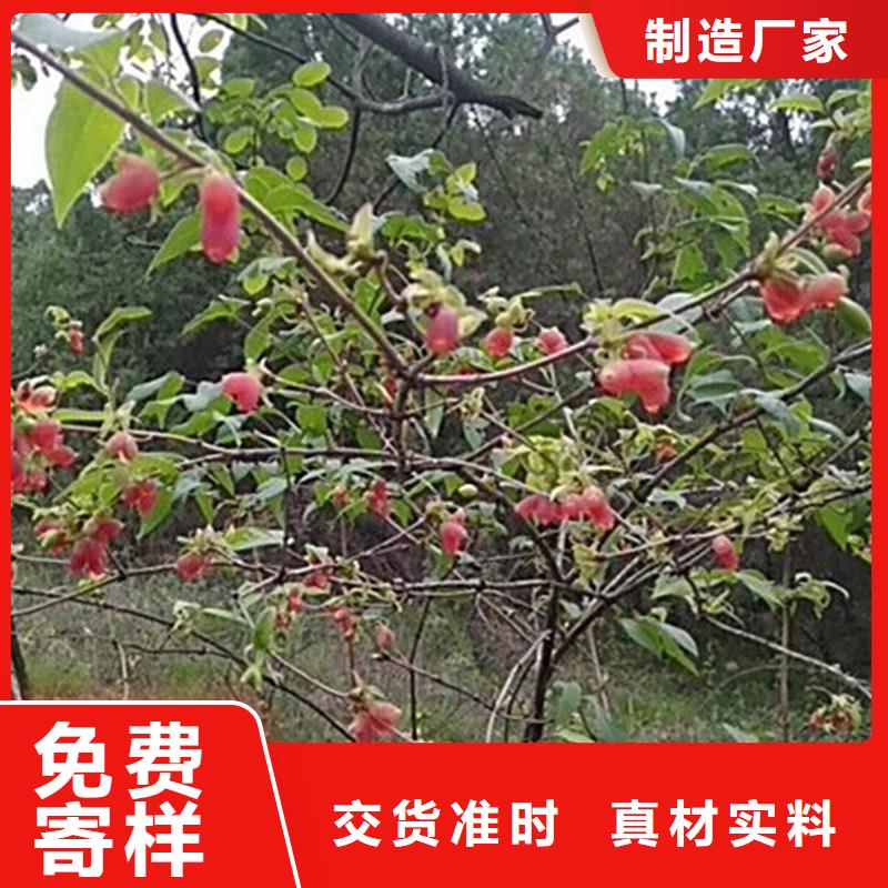 爱情果苗经济效益贴心服务
