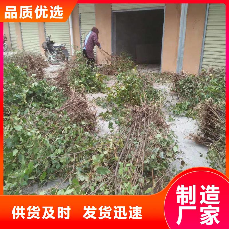 杈杷果苗批发零售同城服务商