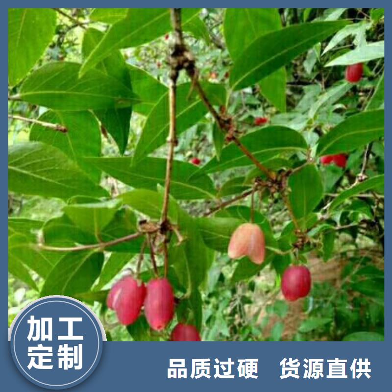 健身果苗怎么卖丰富的行业经验