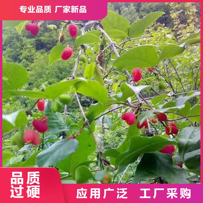 鸳鸯果苗量多优惠当地服务商