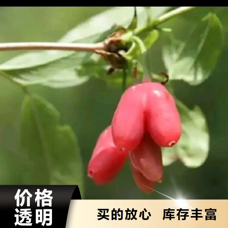 健身果苗规格多年经验值得信赖