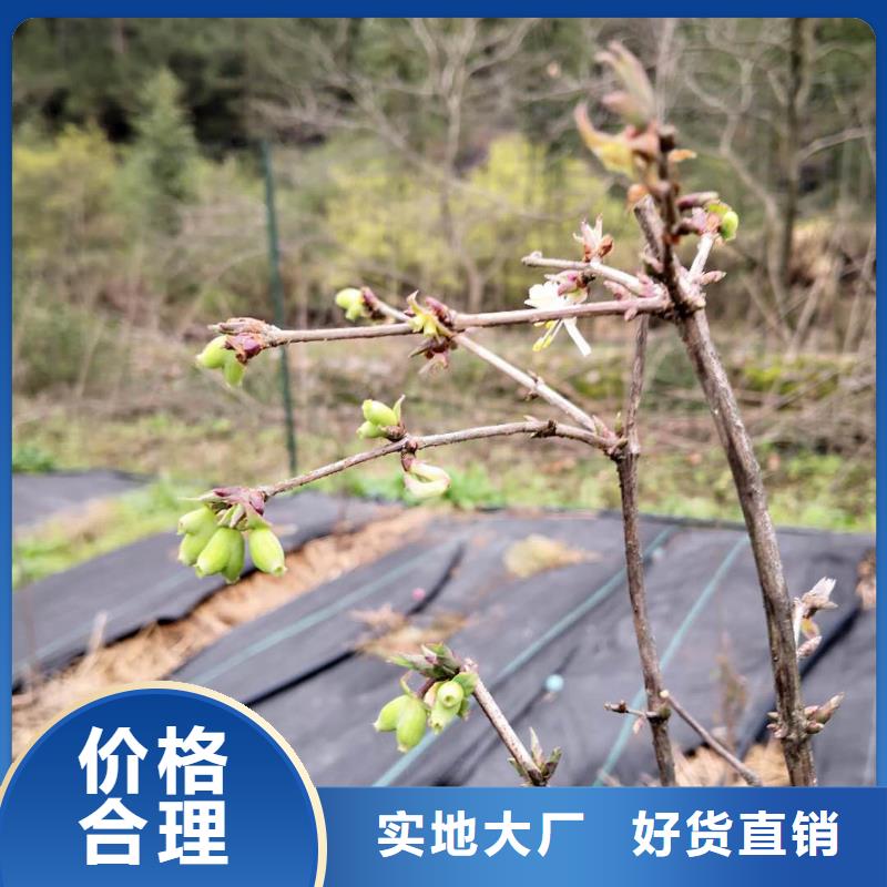 健身果苗一亩地多少棵从源头保证品质