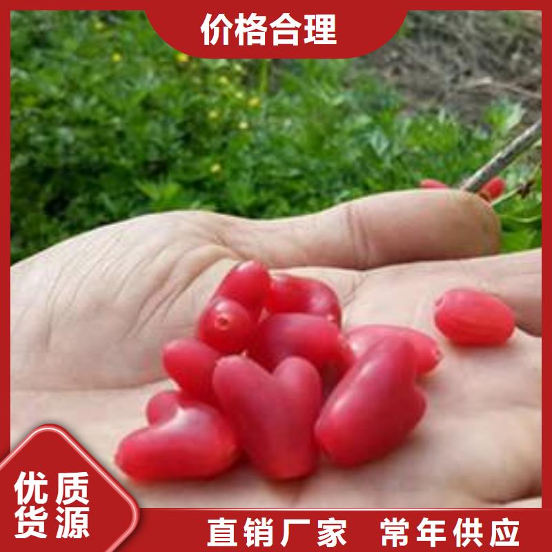 襄樊爱情果苗成活率高现货充足量大优惠