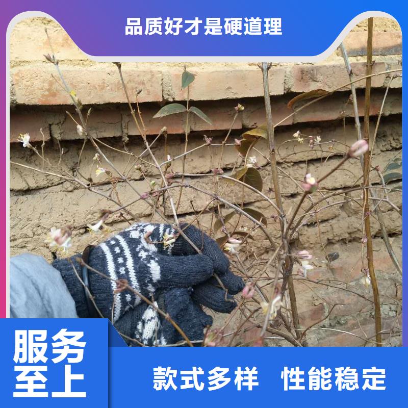 健身果苗种植基地泸州