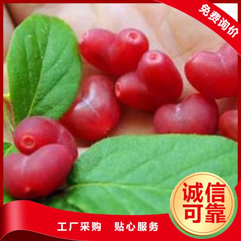 杈杷果苗批发价格同城生产商
