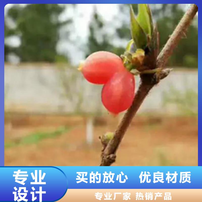 爱情果苗怎么卖批发零售当地经销商