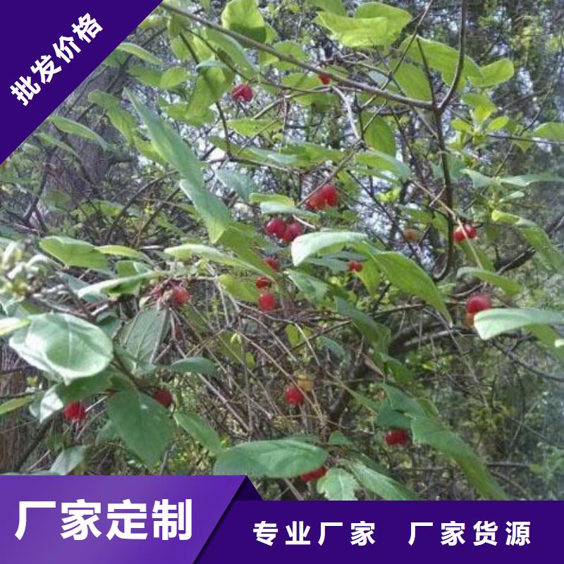 【杈杷果】桃树苗厂诚信经营高质量高信誉