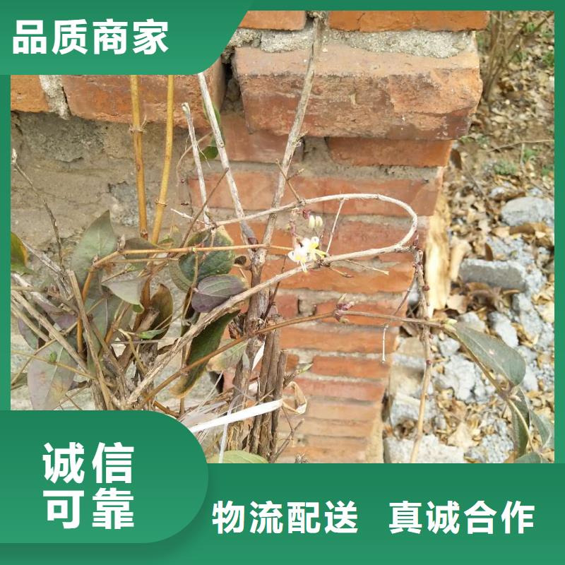 ​健身果苗批发本地供应商