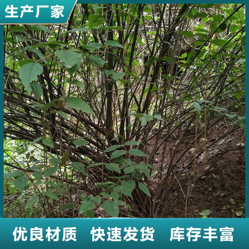 杈杷果板栗苗实力才是硬道理品质卓越