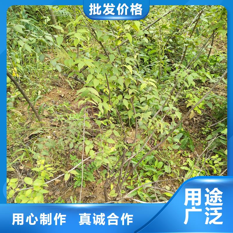 鸳鸯果苗价格本地厂家