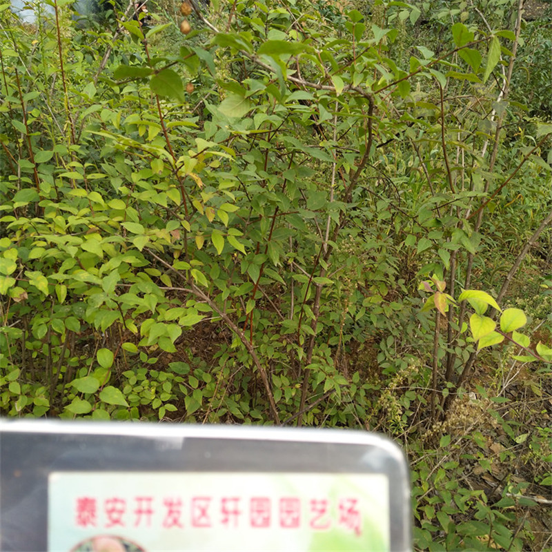 相思果苗产量多少性价比高