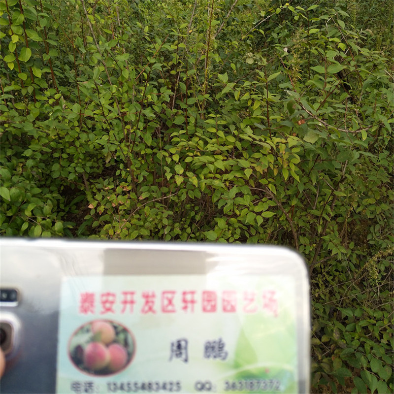 爱情果苗适合种植地区出厂价