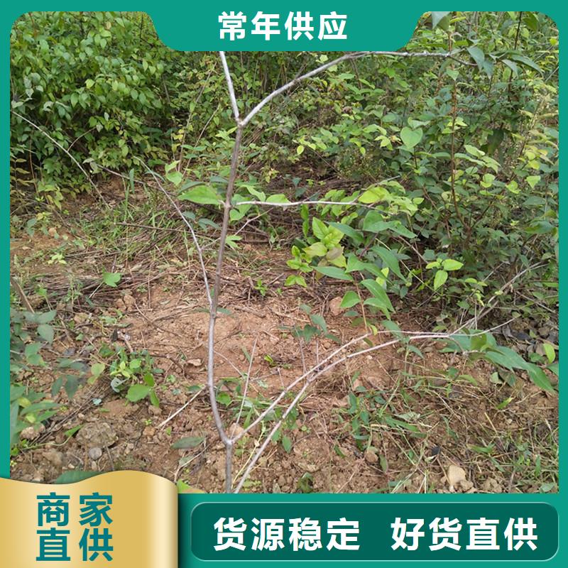 爱情果苗成活率高专业品质