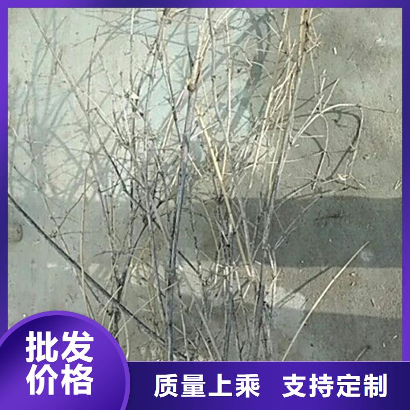 爱情果苗量多优惠贴心服务