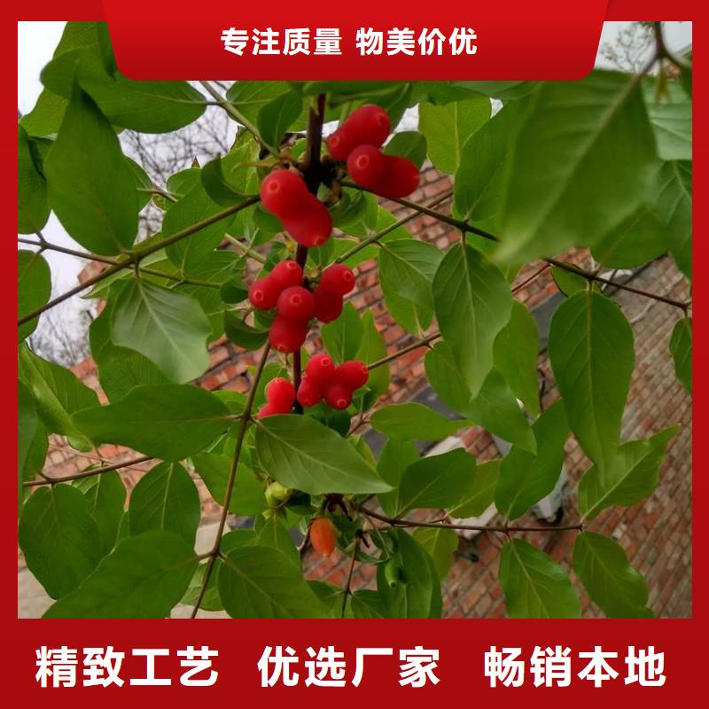 杈杷果苗经济效益出厂严格质检