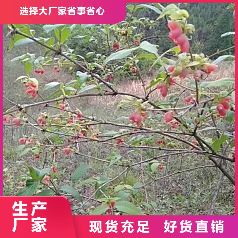 杈杷果桃树苗用心制造当地公司