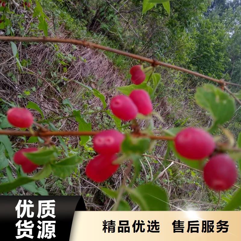 杈杷果苗全国发货好货有保障