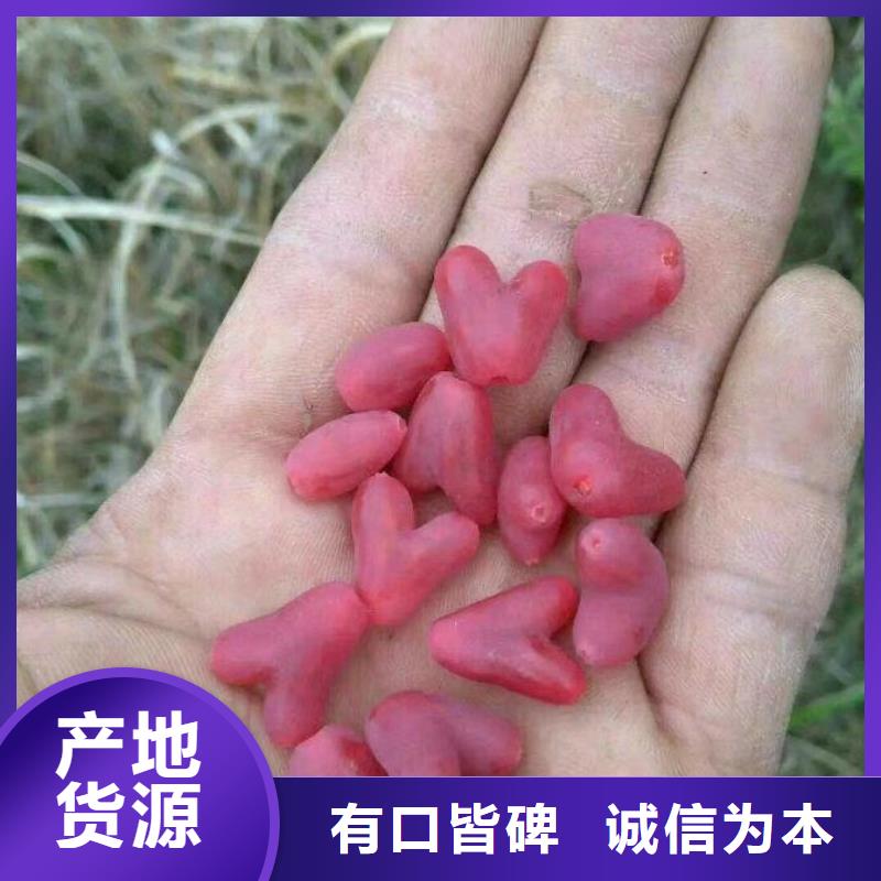 鸳鸯果苗适合种植地区同城供应商