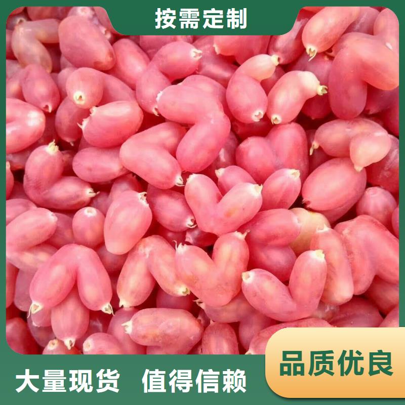 杈杷果杏树苗值得买当地货源
