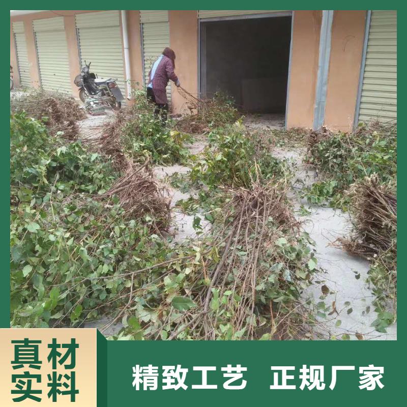 鸳鸯果苗基地直销本地服务商