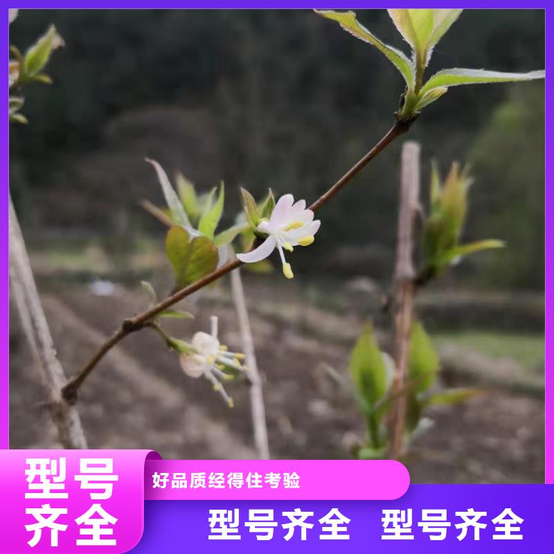 杈杷果苗一亩地多少棵本地服务商