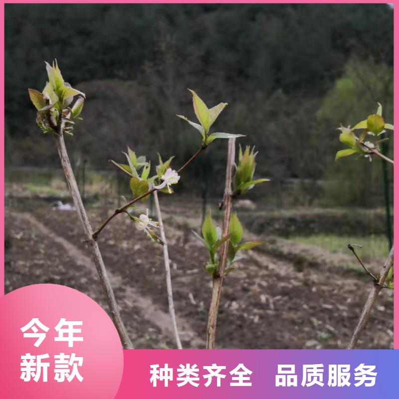 健身果苗一亩地栽多少棵本地经销商