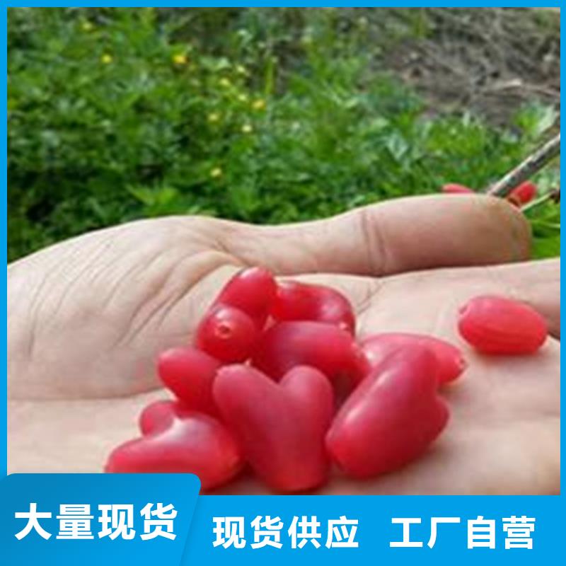 南充杈杷果树苗经济效益