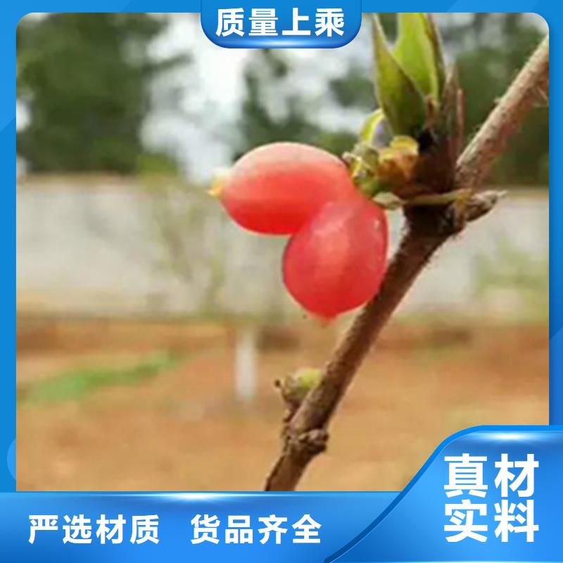 杈杷果_苹果苗订制批发当地供应商