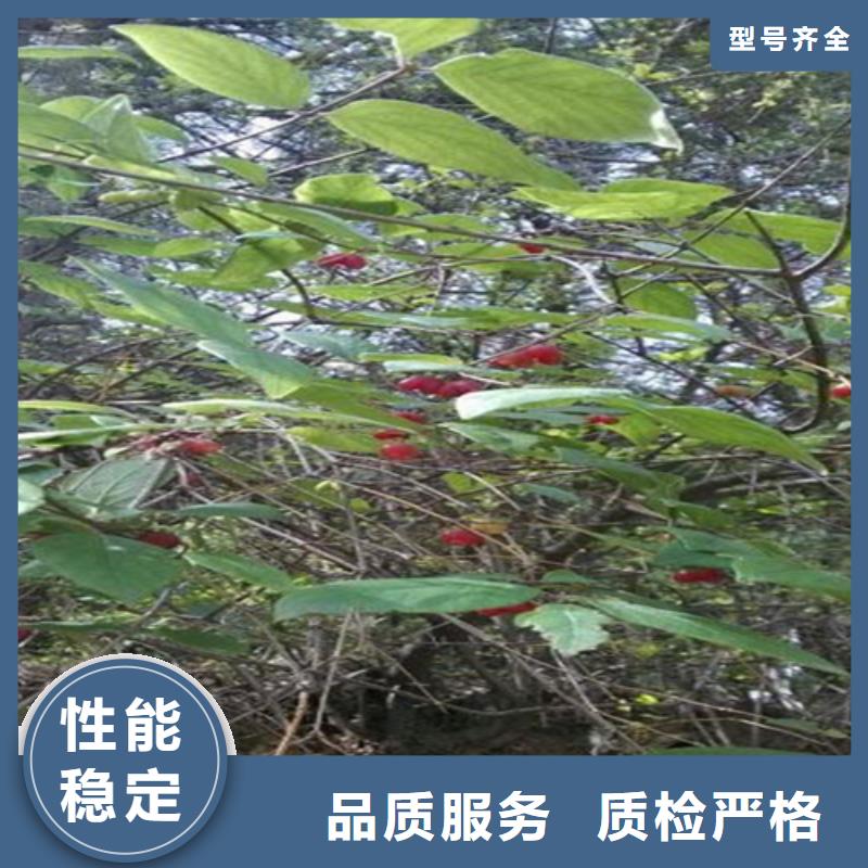 健身果苗种植基地当地经销商
