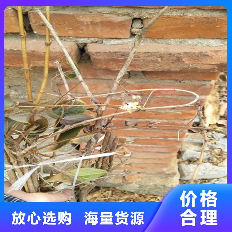 爱情果苗适合种植地区现货充足