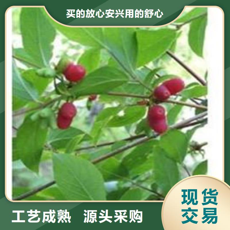 杈杷果板栗苗真正的源头厂家支持定制加工