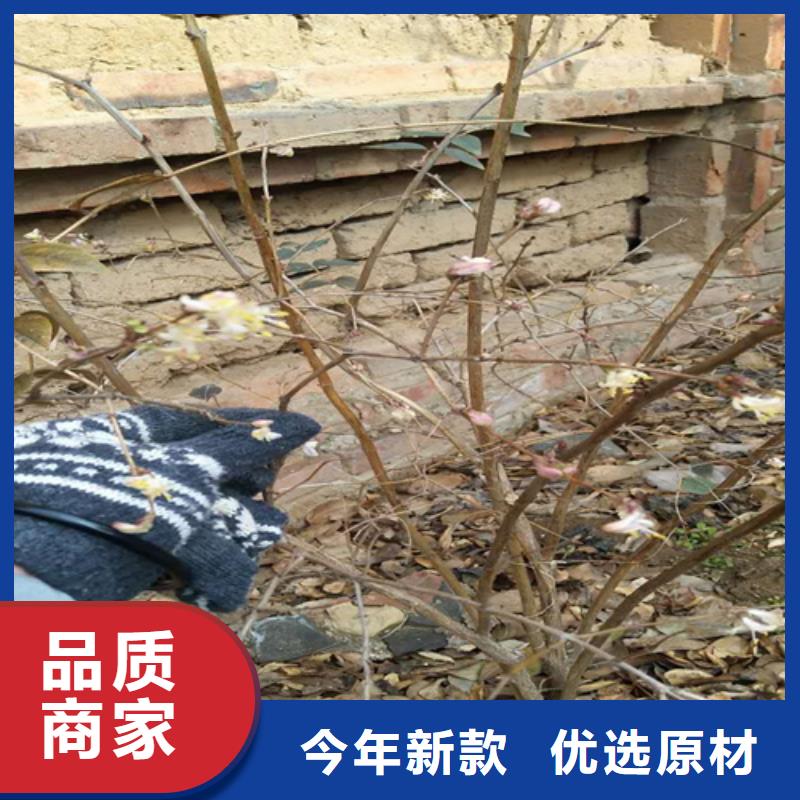 杈杷果樱桃苗高性价比同城公司