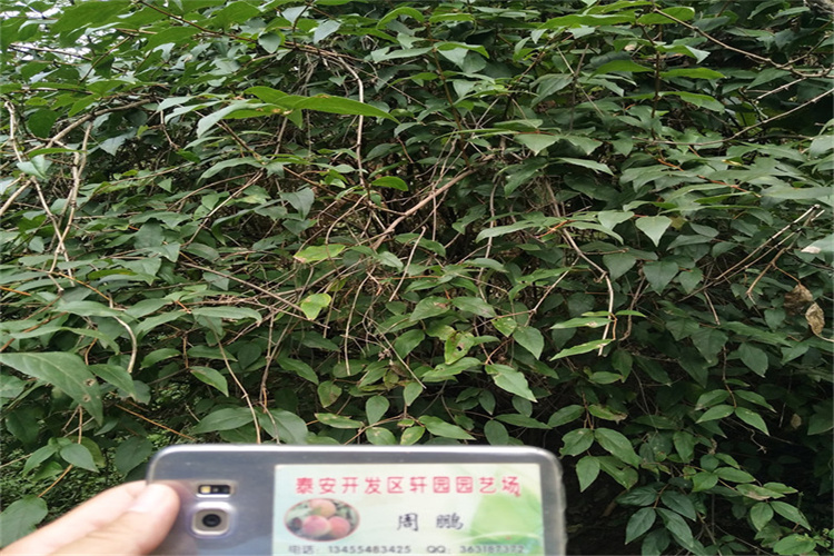 杈杷果苗量多优惠品质之选