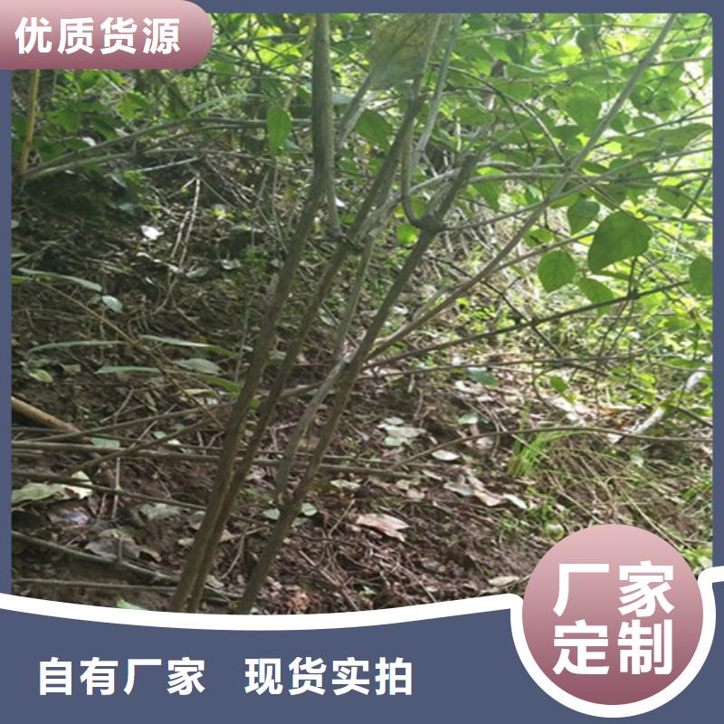 杈杷果,红颜草莓可接急单定制零售批发