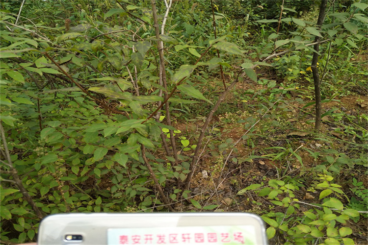 爱情果苗怎么卖厂家货源