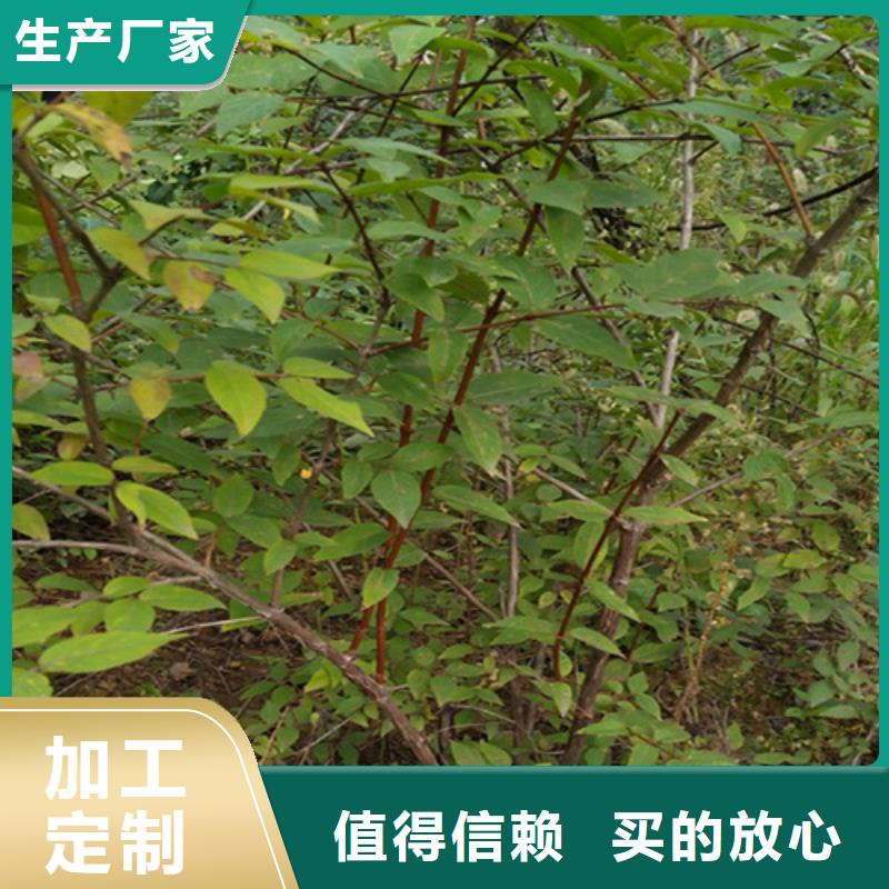 健身果苗规格质量上乘