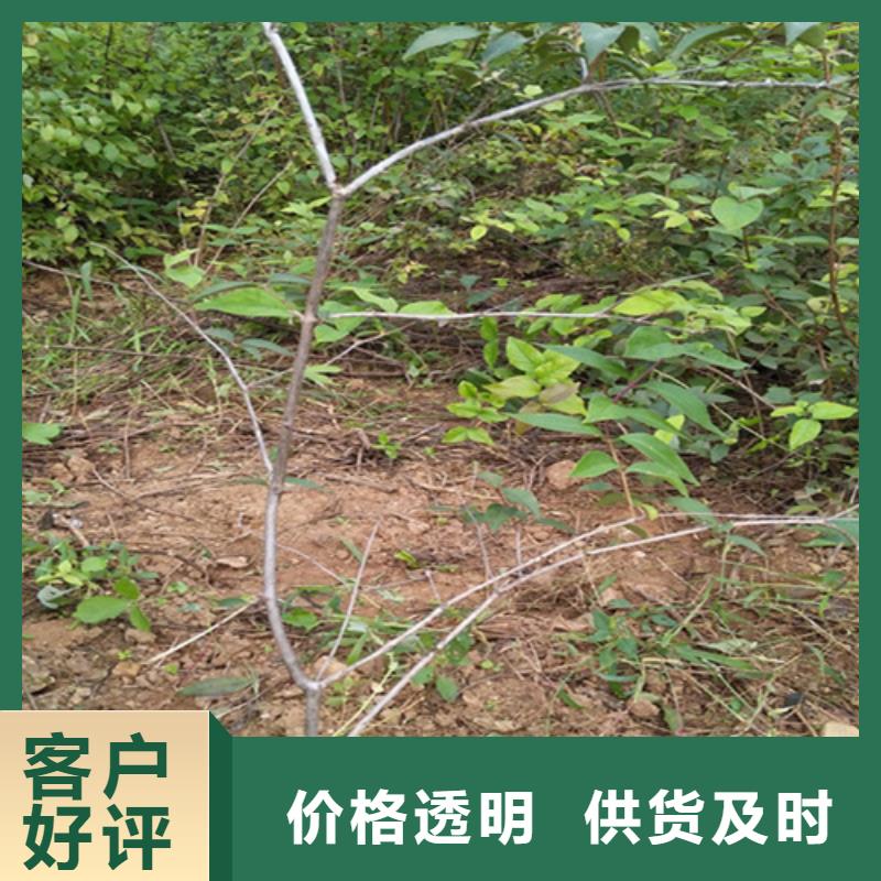 杈杷果-樱桃苗工厂认证优选原材