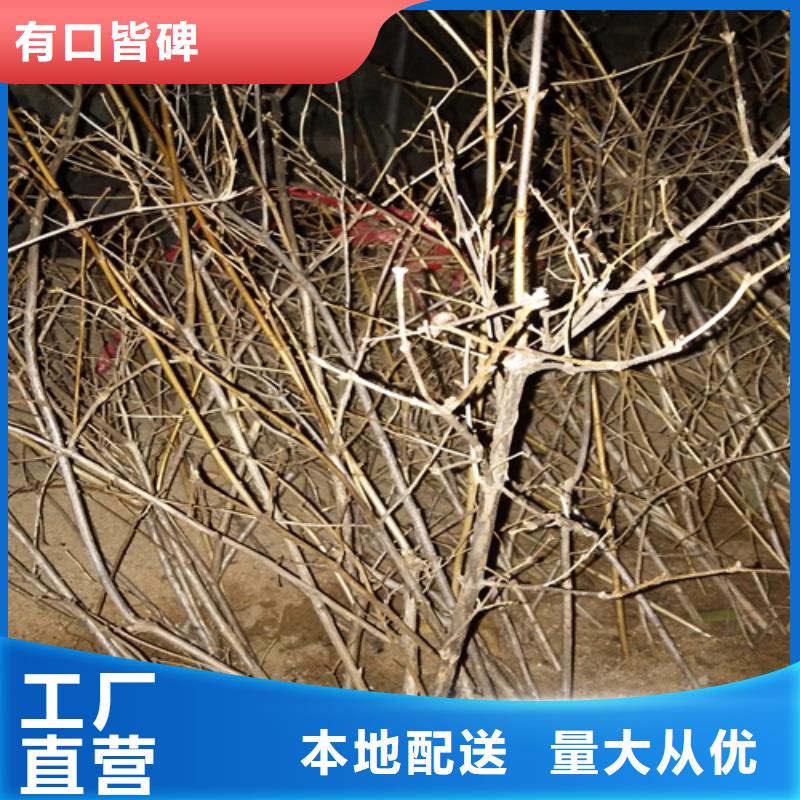 鸳鸯果苗种植技术支持定制加工