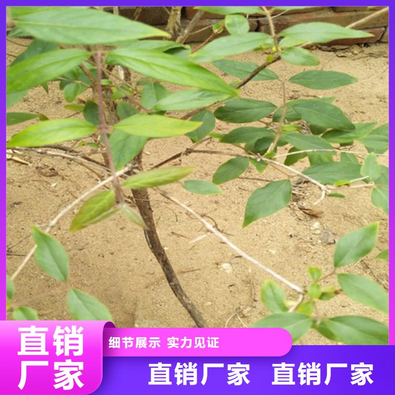 杈杷果苗成活率高库存量大