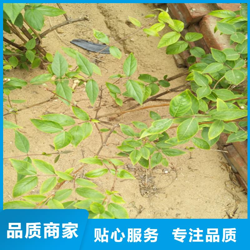 杈杷果_樱桃苗一手货源本地经销商