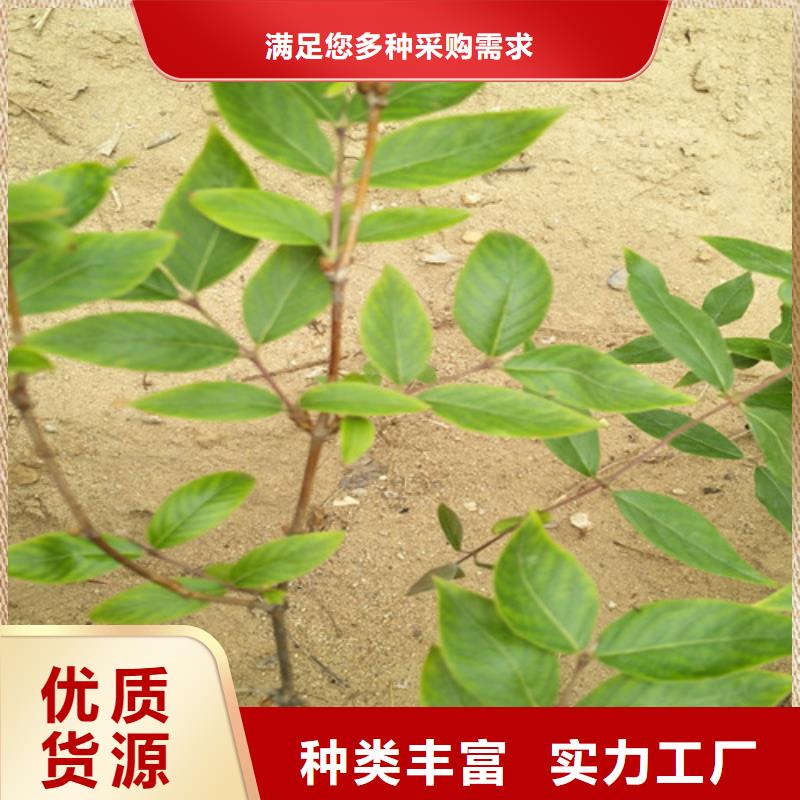 鸳鸯果苗种植管理技术支持定制贴心售后