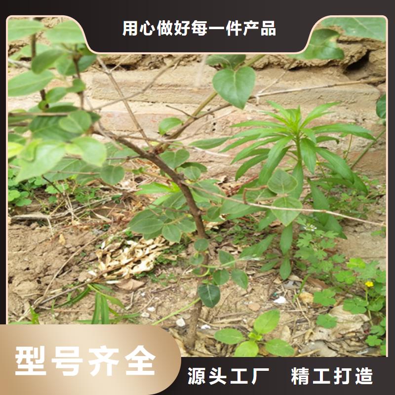 健身果苗批发价格本地经销商